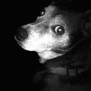 Meet your Posher, Dustin